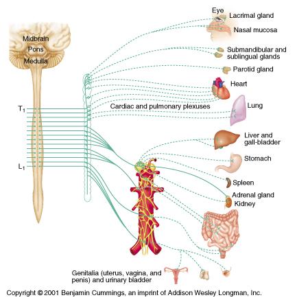 Sympathetic Division Lateral chain ganglia Many plexuses Stress Responses Reduces spleen and kidney function.