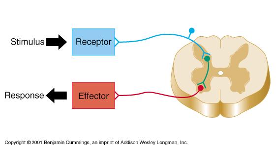 Comparison of Voluntary and Autonomic Divisions Single motor neuron from CNS to effector Excitatory neurotransmitter at effector is ACh. Two motor neurons between CNS and effector.