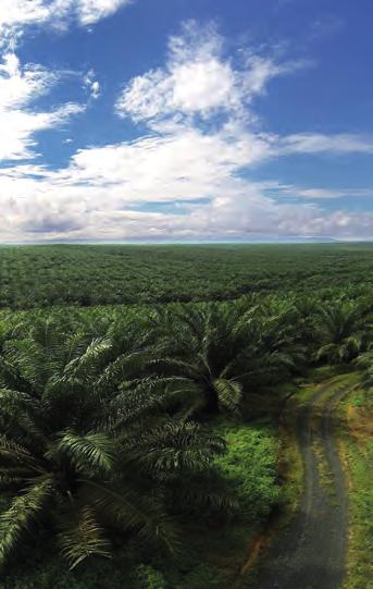 Sustainability Sinarmas Cepsa Pte. Ltd. and its subsidiaries are fully committed to the production, marketing and development of sustainable palm oil and palm kernel oil (PKO) derivatives.