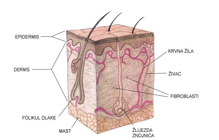 8 TRANSPRT TKSIKANATA PREK KŽE Koža je relativno dobra lipidna barijera koja odvaja čovjeka od okoline. Ipak, neke kemikalije se apsorbiraju u koži dovoljno dobro da izazovu sistemske učinke (npr.
