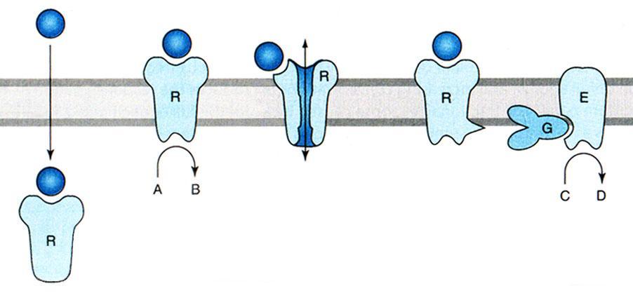 enzimskom domenom; 3 = membranski receptor s ionskim kanalom ili transportni protein; 4 = membranski receptor povezan s G-proteinom; plava kuglica predstavlja ligand tj.