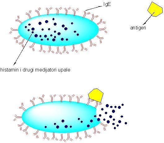 57 specifičan za određeni antigen i nakon dodira s antigenom (uz asistenciju Th stanica koje im potiču umnažanje) izlučuju cirkulirajuda protutijela (imunoglobuline IgA, IgE, IgM, IgD ili IgG).