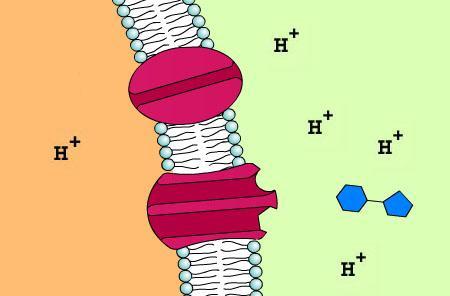 Kotransport natrija i kalcija je primjer antiporta pri kojem nosač izbacuje Ca 2+ ione iz stanica uz istovremeni povratak Na + iona u