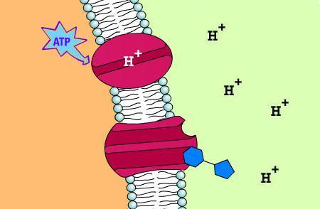 Na sličan način se transportiraju ostali šederi i aminokiseline u probavnom traktu (dolje je prikazan kotransport H + iona i saharoze).