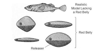 Fixed Action Patterns Trigger is a sign (sign stimulus or releaser) Example: stickleback fish will attack