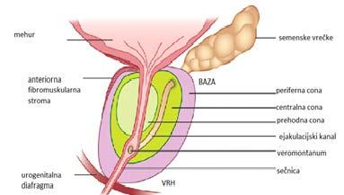 Slika 1: Anatomija prostate (3) Osnovna funkcija prostate je transport, ohranitev vitalnosti, gibljivost spermijev in antibiotična zaščita (2).