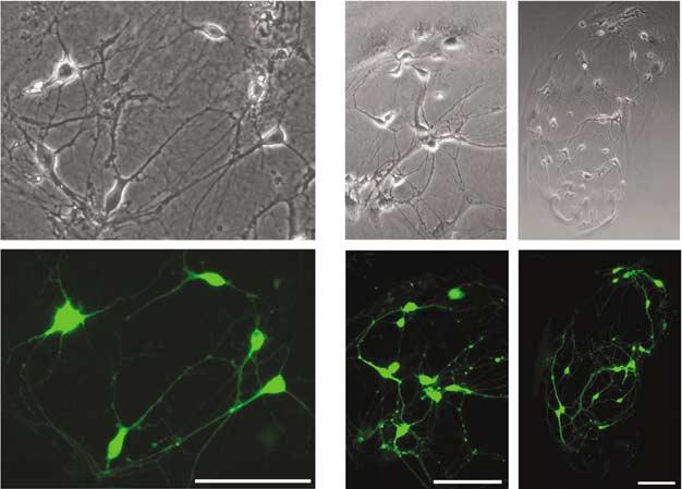 a1 b1 c1 1305 a2 b2 c2 Figure 2 High transfection efficiency achieved with our improved protocol in medium-density microisland cultures of hippocampal neurons.