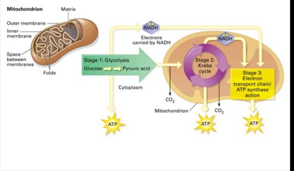 Cellular Respiration goal is to breakdown molecules (glucose) into useful energy sources (ATP adenosine triphosphate) there are two types of cellular respiration 1) Aerobic 2) Anaerobic Aerobic