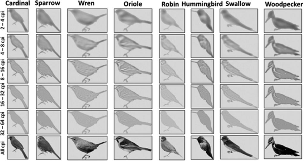SPATIAL FREQUENCY IN EXPERT OBJECT RECOGNITION 415 label and a subsequently presented bird image matched or not. Based on previous work (e.g., Hagen et al.