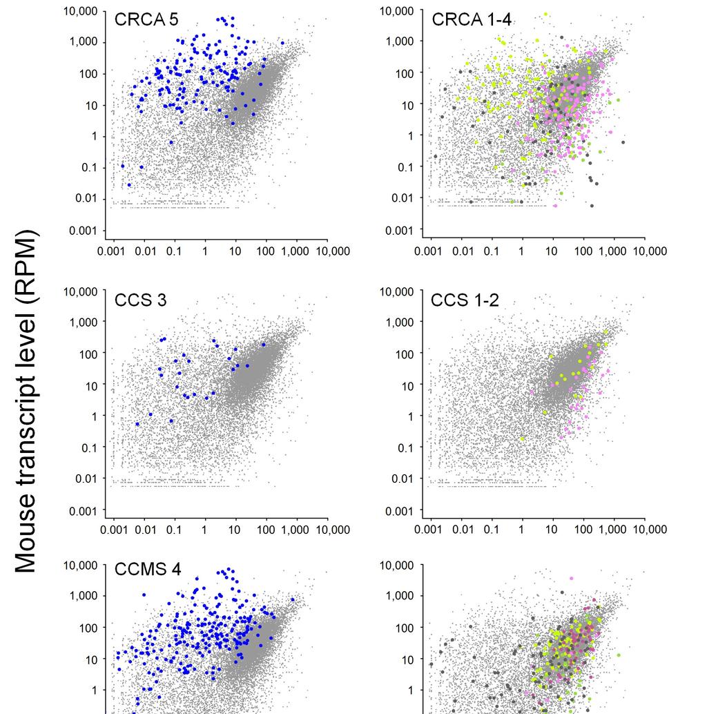 Supplementary Figure 5 Human versus mouse expression of CRC subtype signature genes in PDX RNA-seq data.