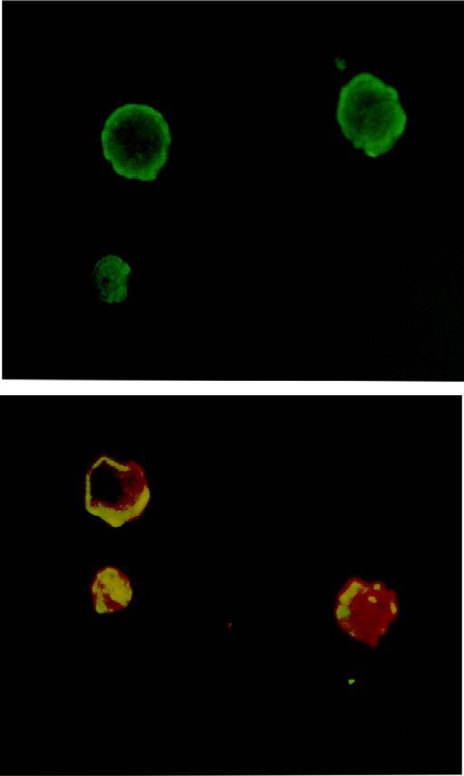 We observed increased /RelA bindings to the IL-6, IL-1b and TNF-a promoters in SENP1- adipocytes (Fig. 5i,j).