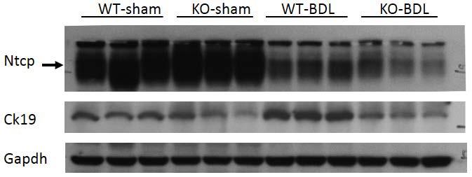 A B Figure S2, Western blot detection of protein expression in wild-type (WT) and Ccl2