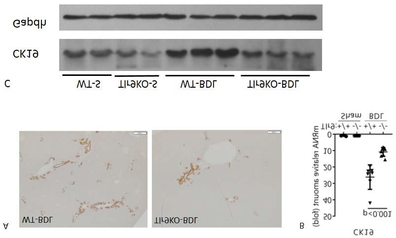 A B Figure S6, Western blot detection of caspase 3 in bile acids treated hepatocytes from