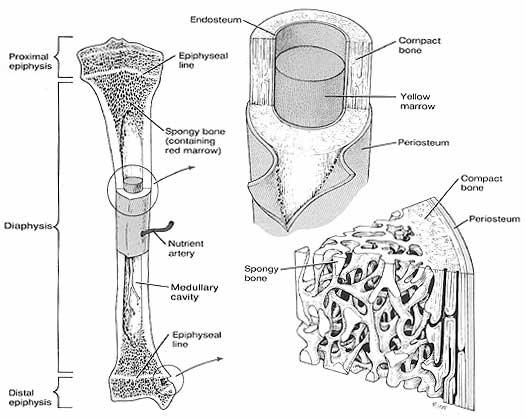 Anatomy of Long Bone 8