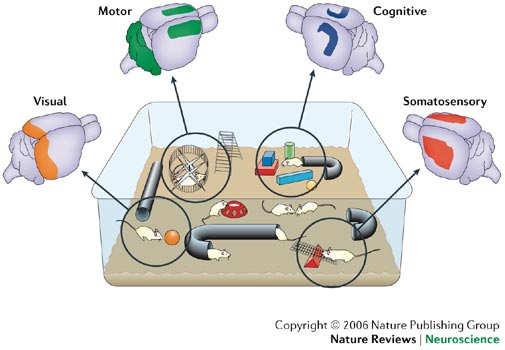 enriched environment exercise training Nithianantharajah and Hannan Nature Reviews Neuroscience 7, 697 709 (September 2006) Mechanisms of Recovery after Stroke Diaschisis Removal of edema