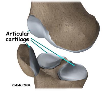 Articular cartilage covers the ends of bones. It has a smooth, slippery surface, which allows the bones of the knee joint to slide over each other without rubbing.