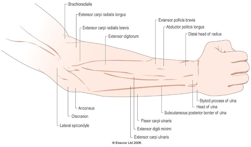 POSTERIOR FOREARM FOREARM SURFACE ANATOMY (POST) Lateral