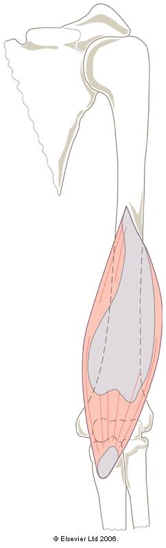 BRACHIALIS Actions & functions: Elbow flexion Surface anatomy Either side biceps tendon Origin: Distal 2/3 shaft of humerus Insertion: Coronid