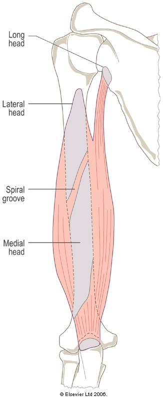 GRAYS ANATOMY ANT VIEW brachialis Pronator teres brachioradialis Common flexor origin Common extensor origin TRICEPS BRACHII Action & function: extends elbow, long head can adduct arm and extend