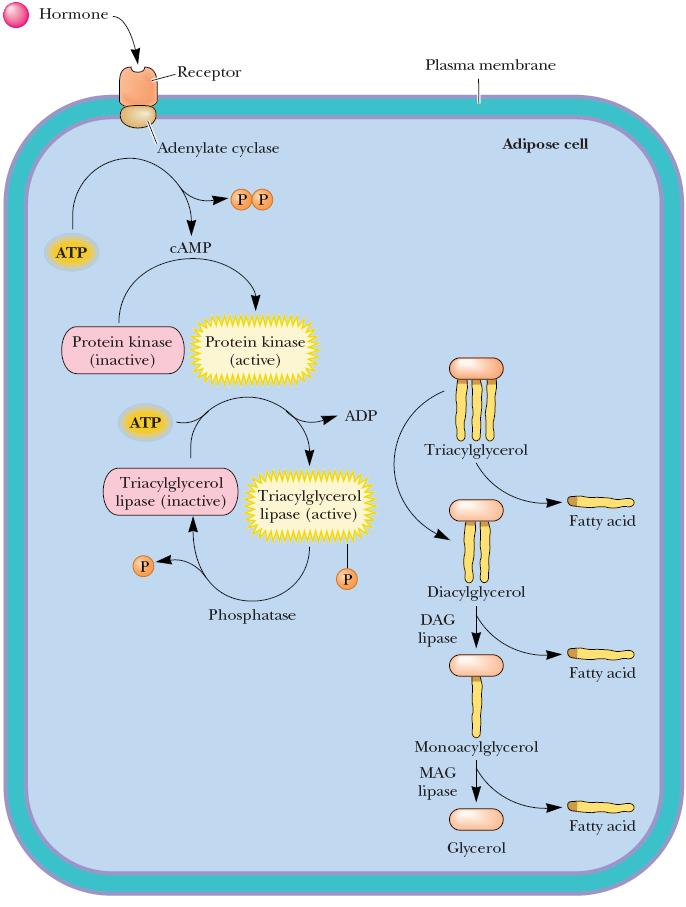 Liberation of fatty acids from triacylgl