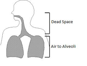 1. Respiratory Support - Dead Space Reduction Approximately 150