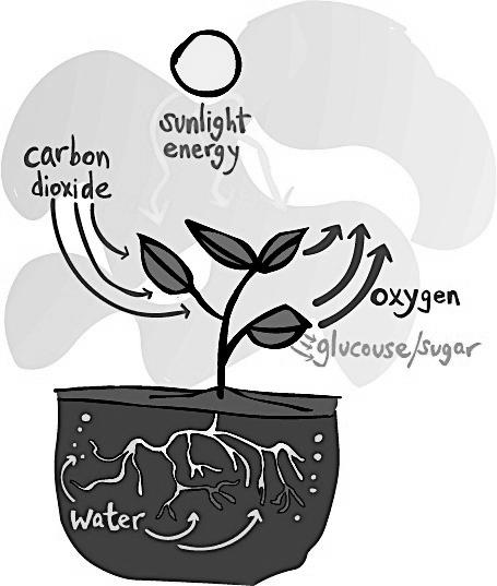 How plants produce or make food: Photosynthesis Photo = light Synthesis = make Plant (noun) To plant (verb) Put in the ground (soil) so it will grow Plants use light from the sun to make food.