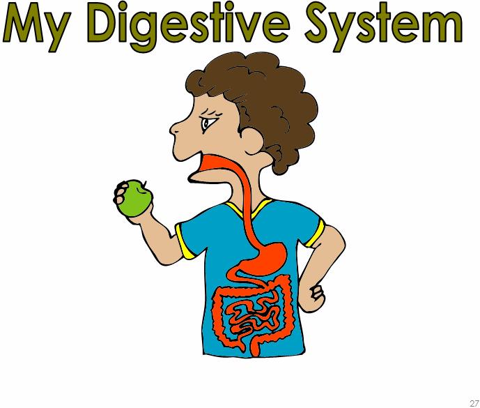 How humans process food: Digestion To digest (verb) to change