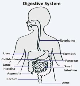 Third: Stomach The stomach breaks down foods into tiny particles or pieces.