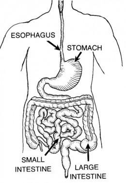 The pancrease has enzymes that digest proteins, fats and carbohydrates.