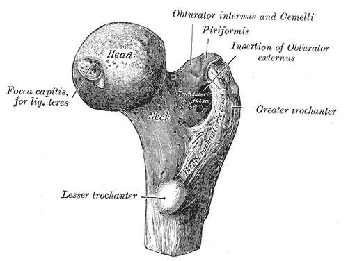 Femoral Anatomy 1 An imaginary line can be drawn between the Greater and Lesser Trochanter called the