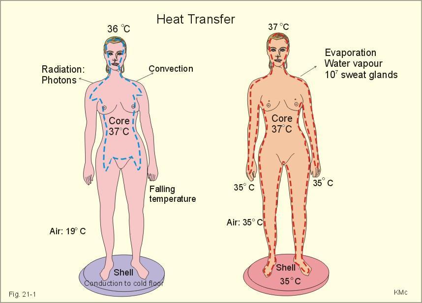 normal human body temperature core body temperature: Shell body temperature Blood serves as the major agent of heat exchange between the core and shell the rectum typically has a temperature about 0.