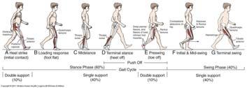 GAIT CYCLE Forward posture & less trunk movements Increased gait variability Importance of knee extensor strength More double support