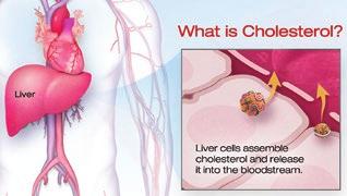 UNDERSTANDING CHOLESTEROL WHAT ARE CHOLESTEROL AND TRIGLYCERIDES? Cholesterol is a waxy, fat-like substance found in your bloodstream. Your body uses cholesterol to make new cells.