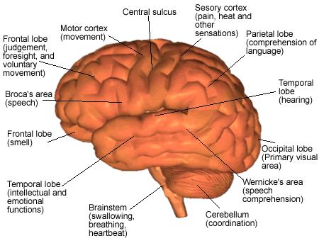 Parts of the Brain 1.