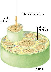 The Nerve Bundle of neurons!