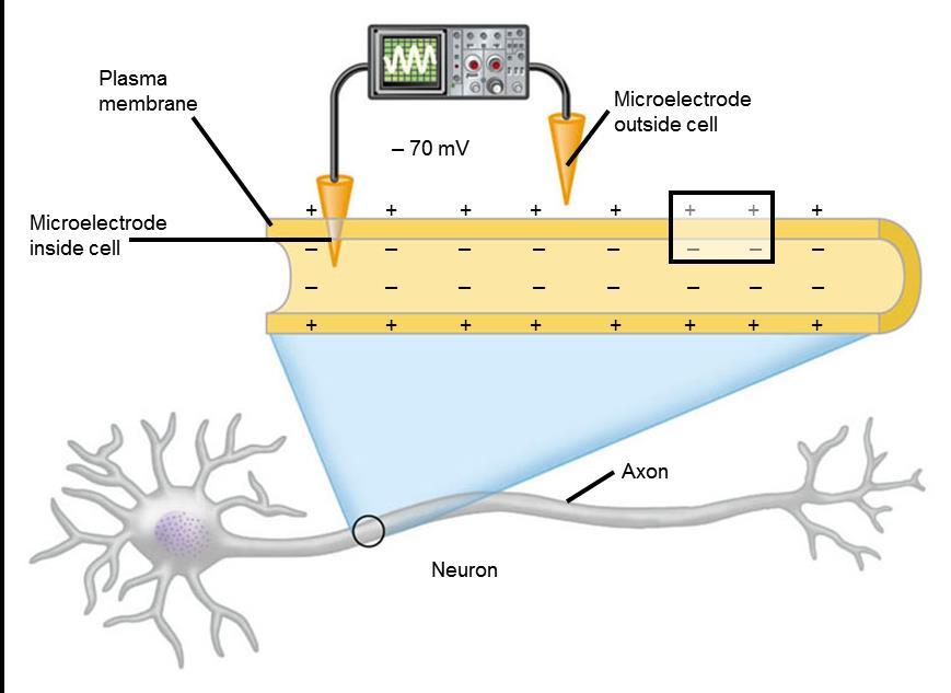 NERVE SIGNALS AND THEIR TRANSMISSION A neuron maintains a membrane potential across its