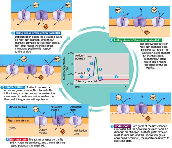 28.5 - THE ACTION POTENTIAL PROPAGATES ITSELF ALONG THE NEURON Action potentials Are self-propagated in a one-way chain reaction along a neuron Are