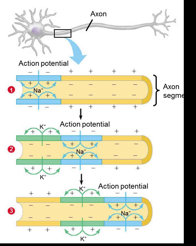PROPAGATION OF THE ACTION POTENTIAL ALONG AN AXON 1 1. When this region of the axon (blue) has its Na+ channels open, NA+ rushes inward (blue arrows), and an action potential is generated 2.