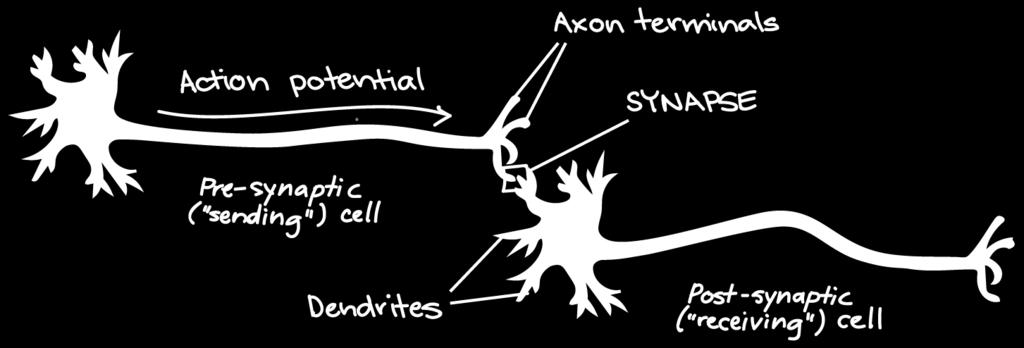28.6 NEURONS COMMUNICATE AT SYNAPSE When an action potential reaches
