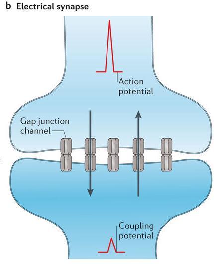 ELECTRICAL SYNAPSE Electrical synapses pass electrical current directly from one neuron to the next The receiving neuron is stimulated quickly and the same frequency of