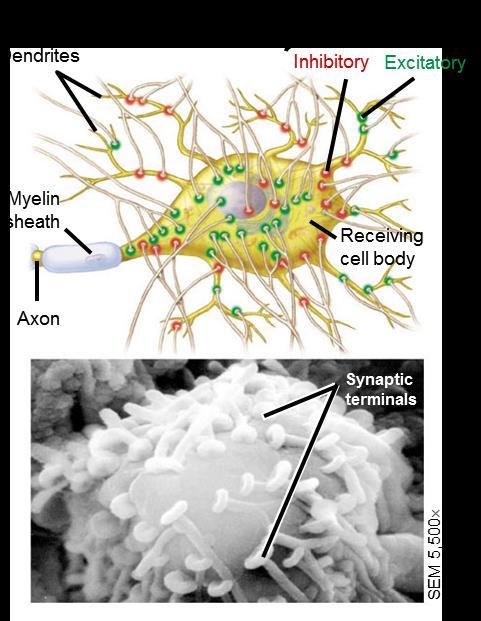 28.7 - CHEMICAL SYNAPSES MAKE COMPLEX INFORMATION PROCESSING POSSIBLE A neuron may receive information from hundreds of other neurons via thousands of synaptic terminals Neurons can have excitatory