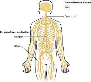 UNIT M & N STANDARDS Core I can create a graphic organizer for the divisions of the nervous system. I can relate parts of the brain to various body functions.