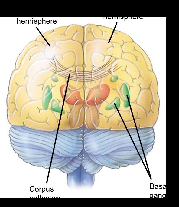THE BRAIN CONT D Most of the cerebrum s integrative power
