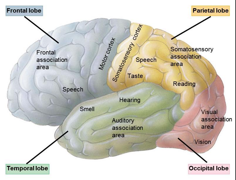 28.16 THE CEREBRAL CORTEX IS A MOSAIC OF SPECIALIZED, INTERACTIVE REGIONS Specialized integrative regions of the cerebral cortex include The somatosensory cortex and centers for vision, hearing,