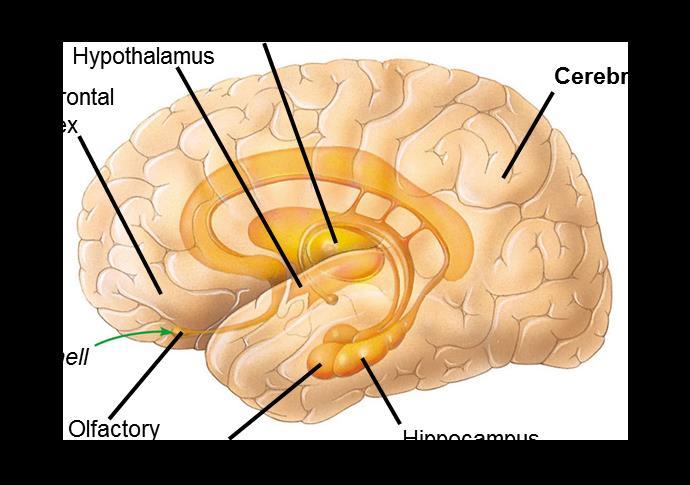 28.19 THE LIMBIC SYSTEM IS INVOLVED IN EMOTIONS, MEMORY,