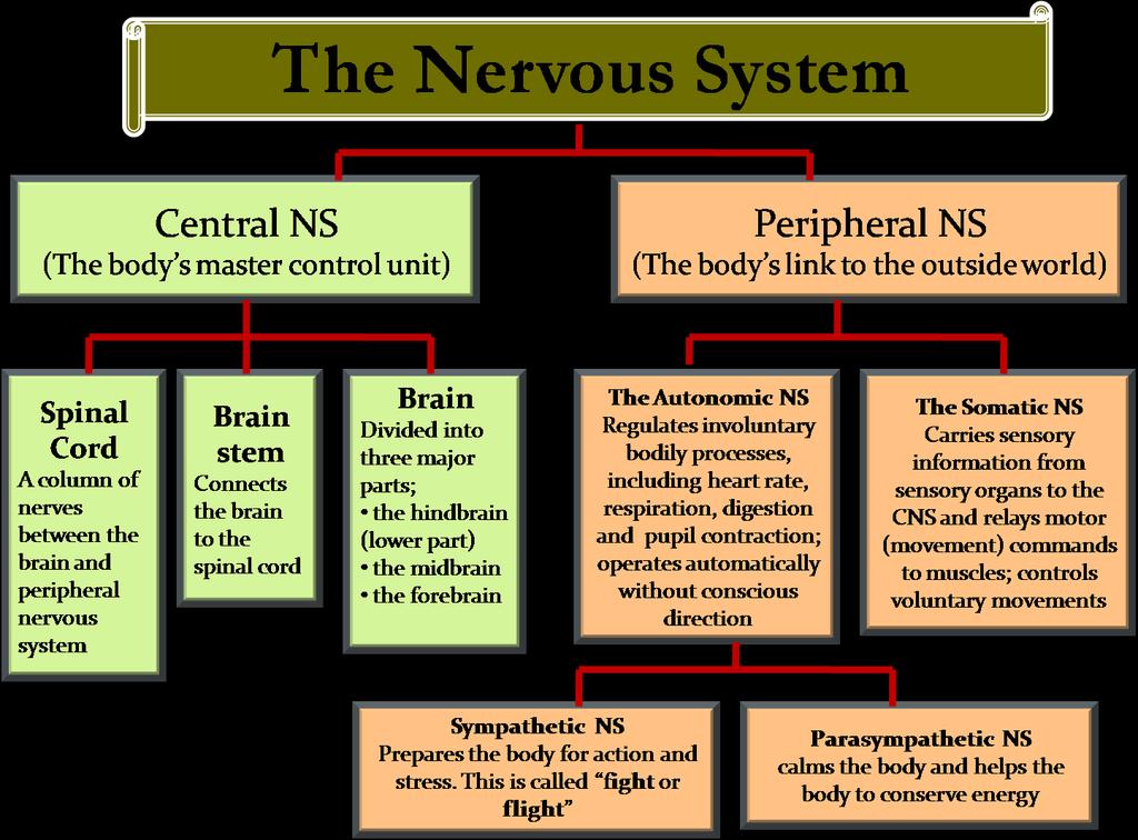TWO MAIN DIVISIONS Two main divisions are: The central nervous system (CNS) Consists of brain and spinal cord The peripheral nervous system (PNS) Is