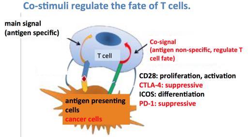 Activated T-cells sit inactive in