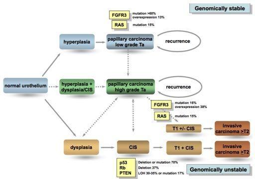 Objectives Review the pathophysiology of CIS Characteristics of CIS BCG for CIS Describe the immunogenicity of CIS Underlying genetic alterations in CIS, mechanism
