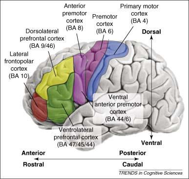PREFRONTAL CORTEX (PFC) Last area of myelination Highly interconnected with limbic structures Rule-based, goal directed (attention) Executive functions: