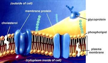 Composition All membranes are lipid-protein assemblies in which the components are hold together in a thin sheet by